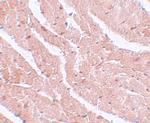 CAZIP Polyclonal Antibody