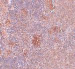 SLC37A2 Polyclonal Antibody