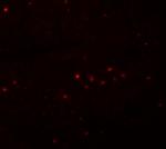 EFHD1 Polyclonal Antibody