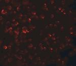 LYRM2 Antibody in Immunocytochemistry (ICC/IF)