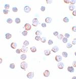 MAEL Polyclonal Antibody