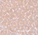 WDR74 Polyclonal Antibody