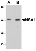 WDR74 Antibody in Western Blot (WB)