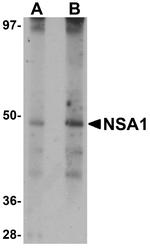 WDR74 Polyclonal Antibody