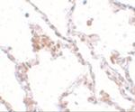 TMEM184B Polyclonal Antibody