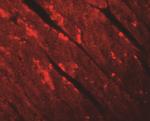 TMEM184C Antibody in Immunohistochemistry (IHC)