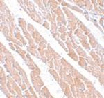 TMEM184C Polyclonal Antibody