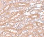 ENC1 Polyclonal Antibody