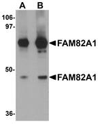 FAM82A1 Antibody in Western Blot (WB)