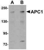 APC1 Antibody in Western Blot (WB)