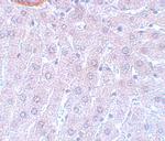 Cdc27 Polyclonal Antibody