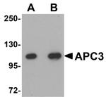 Cdc27 Antibody in Western Blot (WB)
