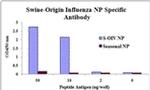 Swine Influenza H1N1 NP Polyclonal Antibody