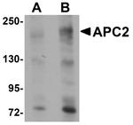 APC2 Antibody in Western Blot (WB)