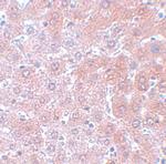 APC4 Polyclonal Antibody