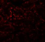 APC5 Antibody in Immunohistochemistry (IHC)