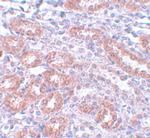 APC5 Polyclonal Antibody