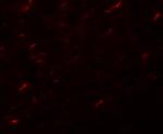 APC7 Polyclonal Antibody