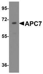 APC7 Antibody in Western Blot (WB)