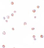 Cdc23 Polyclonal Antibody