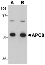 Cdc23 Antibody in Western Blot (WB)