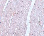APC10 Polyclonal Antibody