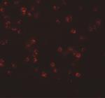 APC13 Polyclonal Antibody