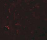 SUMO-3 Antibody in Immunohistochemistry (IHC)