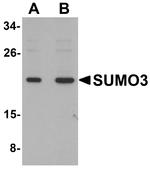 SUMO-3 Antibody in Western Blot (WB)
