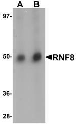 RNF8 Antibody in Western Blot (WB)