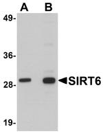SIRT6 Polyclonal Antibody