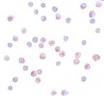 FOXO4 Antibody in Immunocytochemistry (ICC/IF)