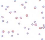 Gemin 2 Polyclonal Antibody