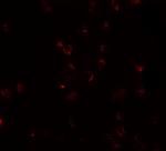 FREM2 Antibody in Immunocytochemistry (ICC/IF)
