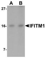 IFITM1 Antibody in Western Blot (WB)