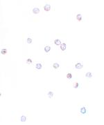 IFITM1 Polyclonal Antibody