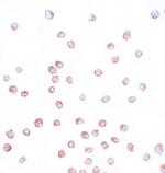 SCUBE1 Polyclonal Antibody