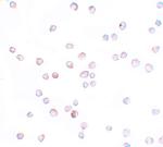 SCUBE2 Polyclonal Antibody