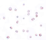 SCRN2 Polyclonal Antibody