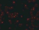 SCRN2 Antibody in Immunocytochemistry (ICC/IF)