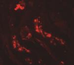 ATG3 Polyclonal Antibody