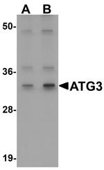 ATG3 Antibody in Western Blot (WB)