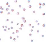 ATG9B Polyclonal Antibody