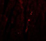 ATG13 Polyclonal Antibody