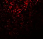 ATG101 Polyclonal Antibody