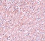ATG101 Antibody in Immunohistochemistry (IHC)