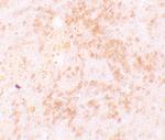 HVCN1 Antibody in Immunohistochemistry (IHC)