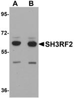 SH3RF2 Antibody in Western Blot (WB)