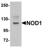 NOD1 Polyclonal Antibody