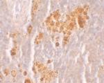 NLRX1 Polyclonal Antibody